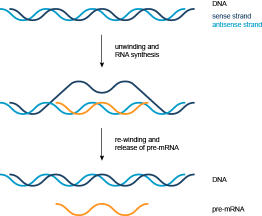 DNA检测