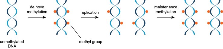 DNA甲基化