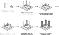 桥接PCR