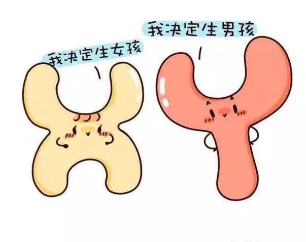 香港母血Y基因检测