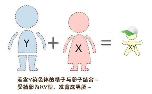 香港验血查男女