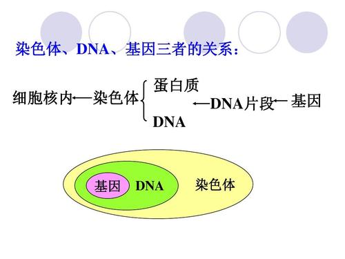 Y-DNA检测,香港验血